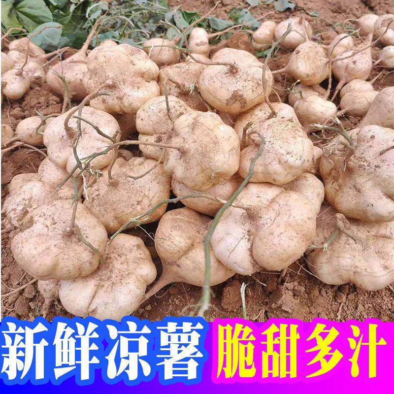 新鲜凉薯广西水果生吃特脆甜地萝卜贵州沙地葛薯白地瓜豆薯