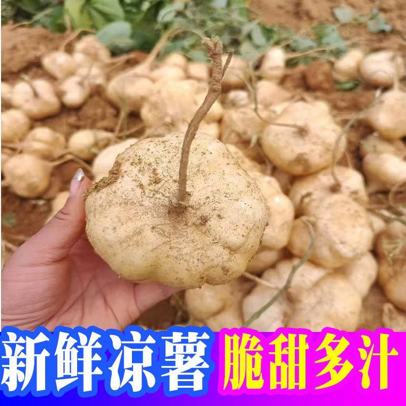 新鲜凉薯广西水果生吃特脆甜地萝卜贵州沙地葛薯白地瓜豆薯