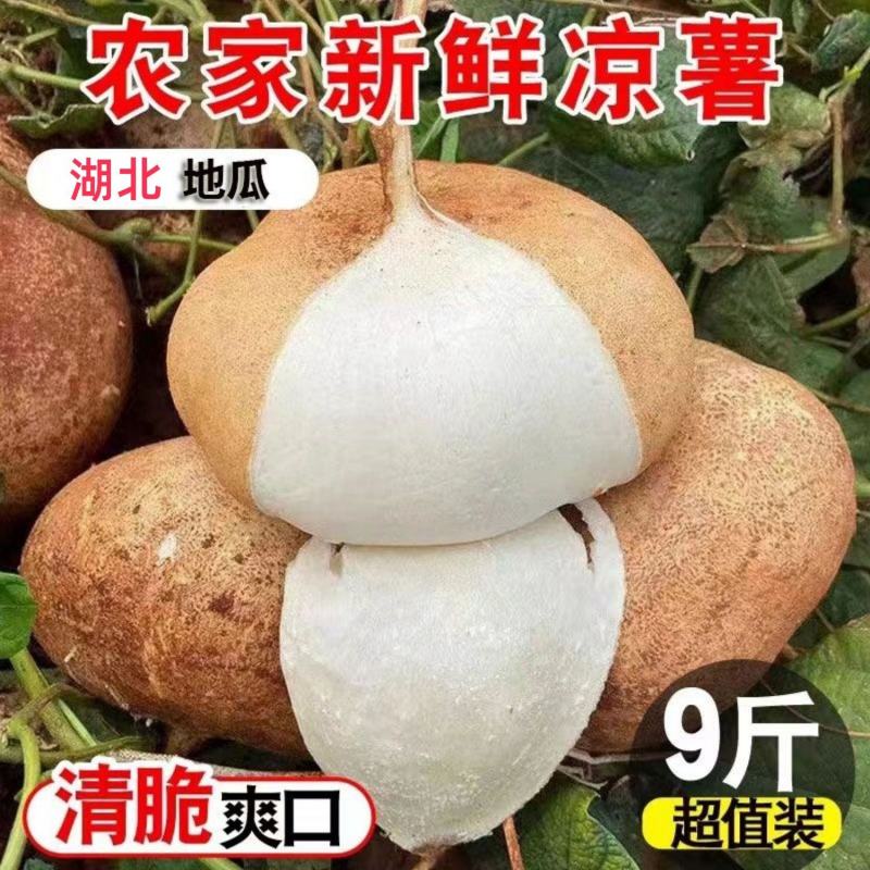 新鲜现挖湖北凉薯农家当季整箱蔬菜白地瓜豆薯番薯沙葛土地萝