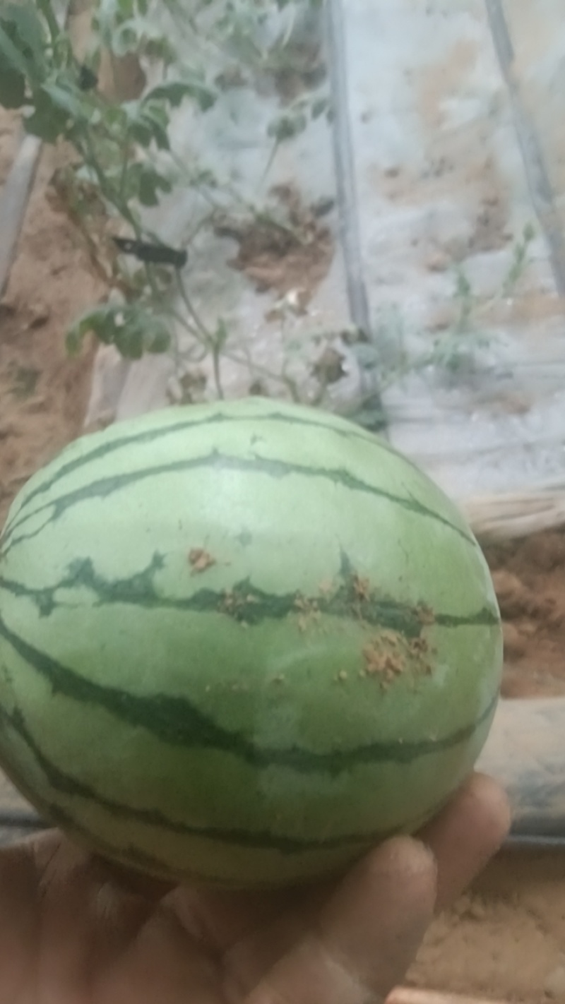 吊篮西瓜小吊瓜产地一手货源无籽货源充足价格优惠欢迎咨询