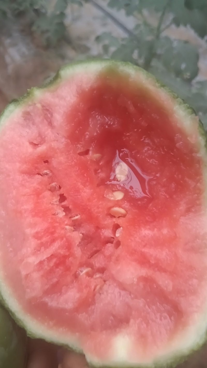 吊篮西瓜小吊瓜产地一手货源无籽货源充足价格优惠欢迎咨询