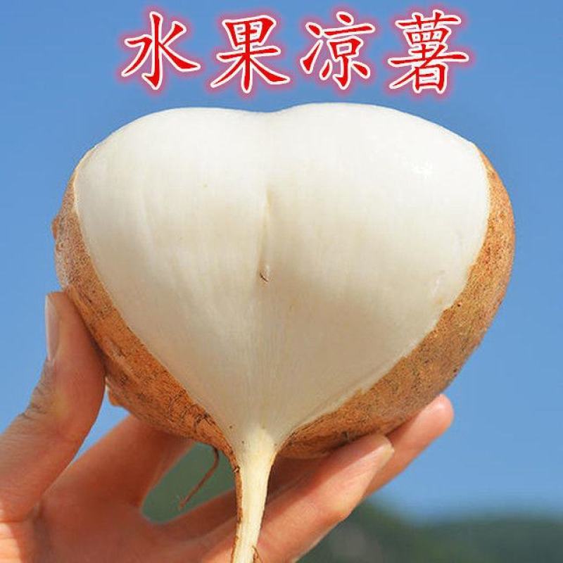 广西新鲜凉薯地瓜沙葛现挖地萝卜农家自种白地瓜土瓜应季水果