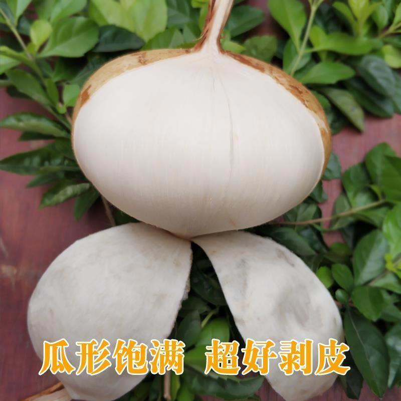 广西新鲜凉薯地瓜沙葛现挖地萝卜农家自种白地瓜土瓜应季水果