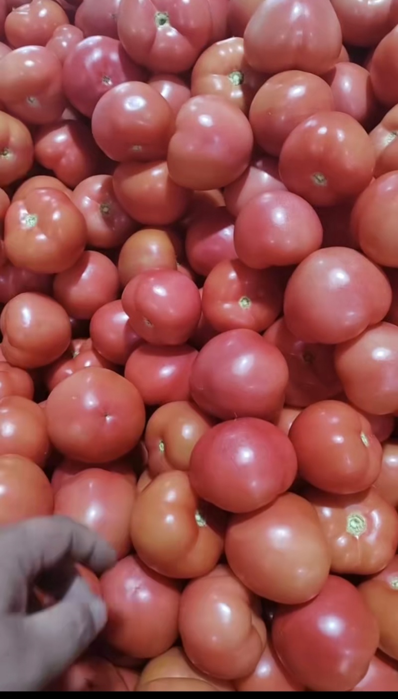精品小果硬粉西红柿对接电商市场食堂货产地直发