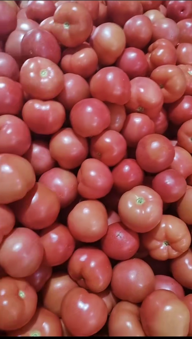 精品小果硬粉西红柿对接电商市场食堂货产地直发