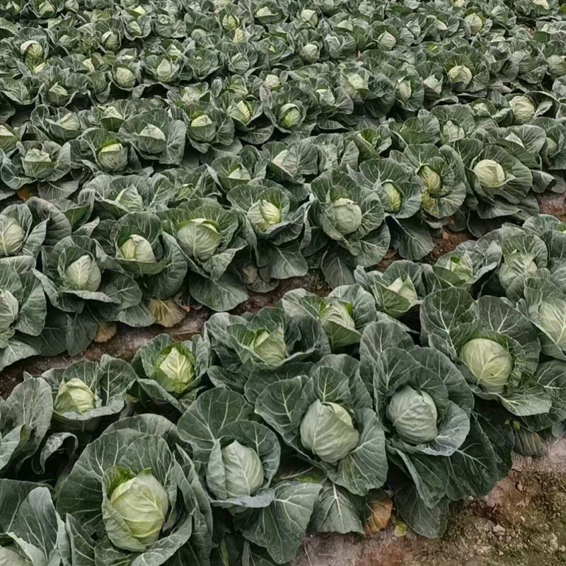 好货精品，大量有货，价格不高用的联系