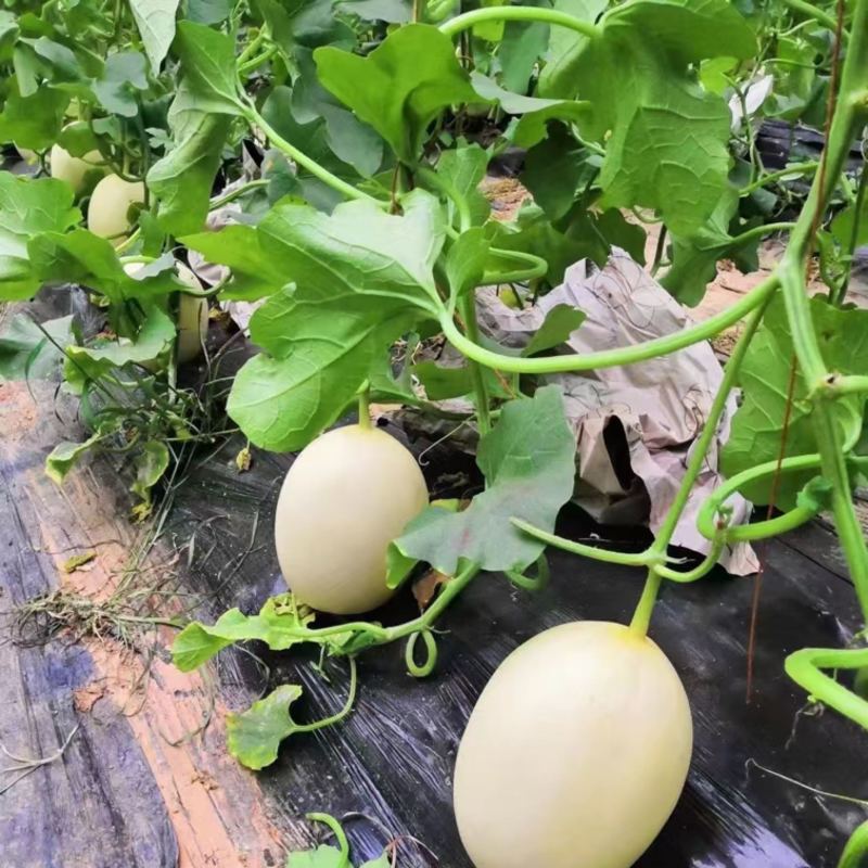 红金蜜甜瓜大量现货脆甜多汁口感好，对接中欢迎咨询