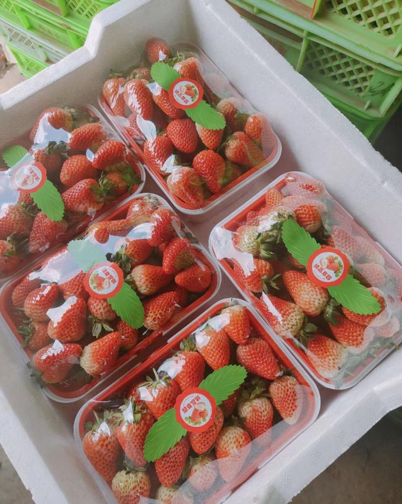 精品蒙特瑞草莓产地直供大量有货，欢迎咨询