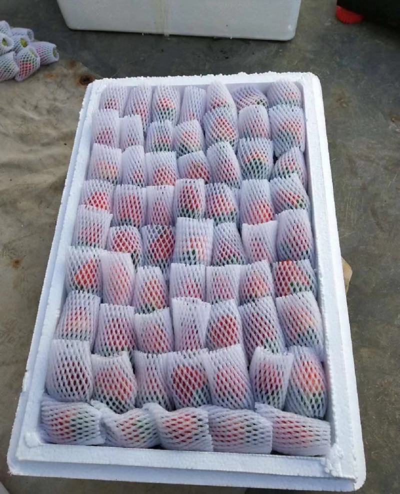 精品蒙特瑞草莓产地直供大量有货，欢迎咨询