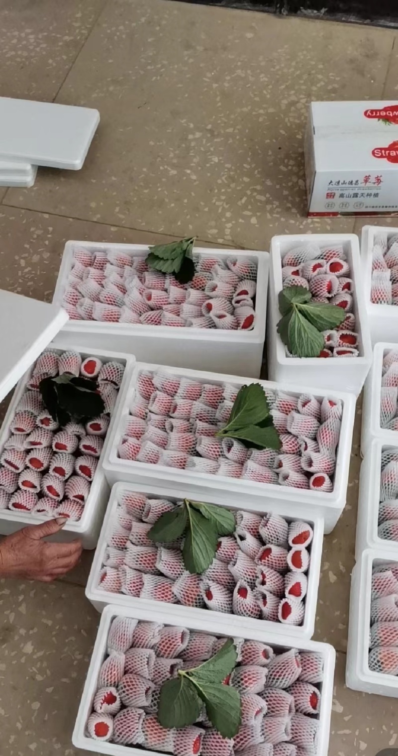 精品蒙特瑞草莓产地直供大量有货，欢迎咨询