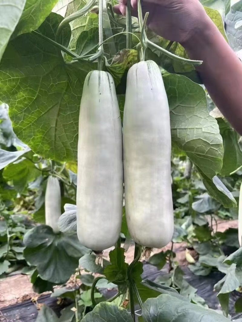 羊角蜜甜瓜博洋61大量货源，对接商超档口零售电商代发