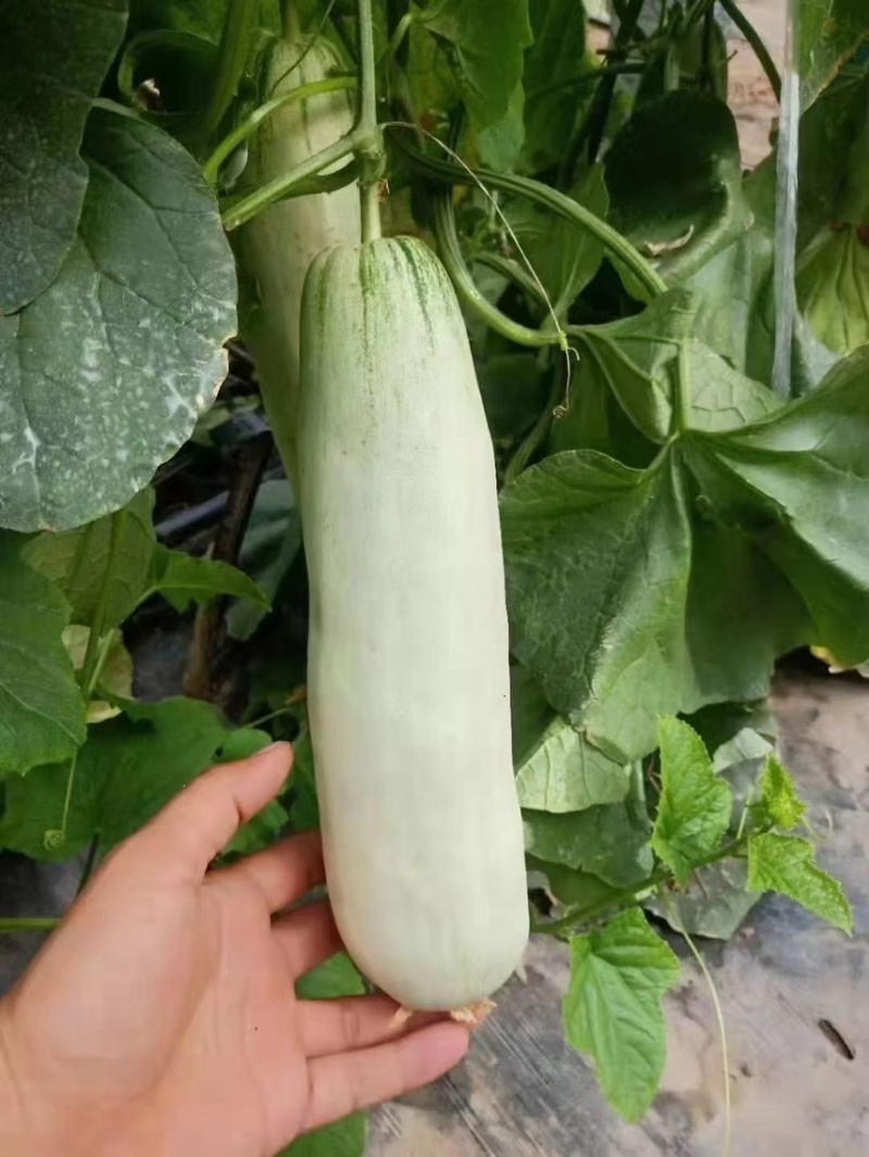 羊角蜜甜瓜博洋61大量货源，对接商超档口零售电商代发