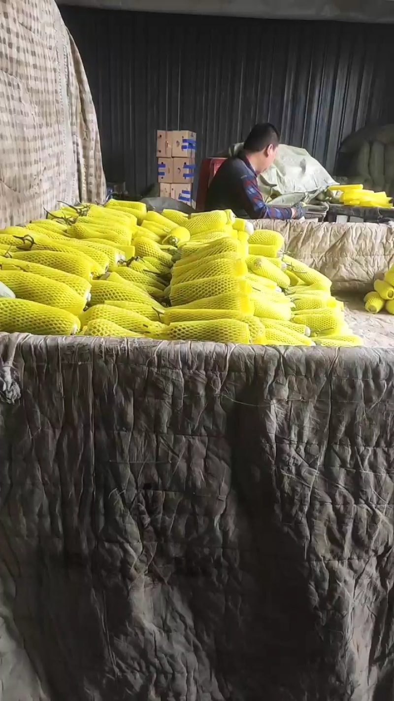 羊角蜜甜瓜博洋61大量货源，对接商超档口零售电商代发