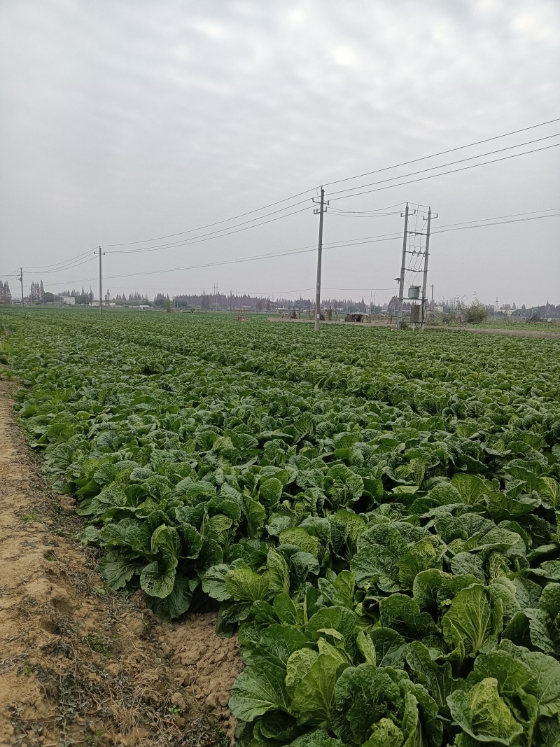 大量销售黄心白菜