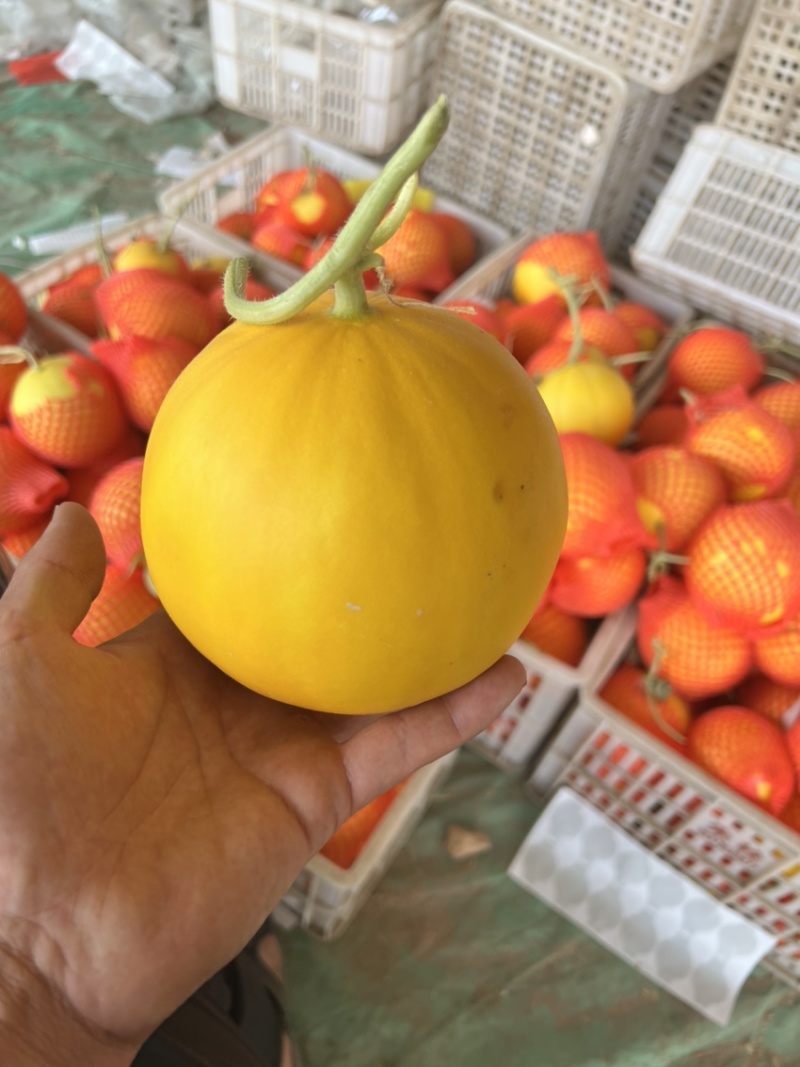 久瑞红甜瓜2.5斤以上，产地大量货源，商超档口电商代发