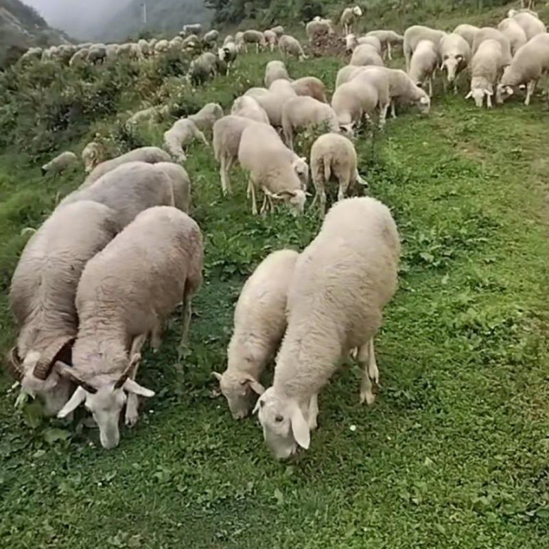 凉山高海拔绵羊