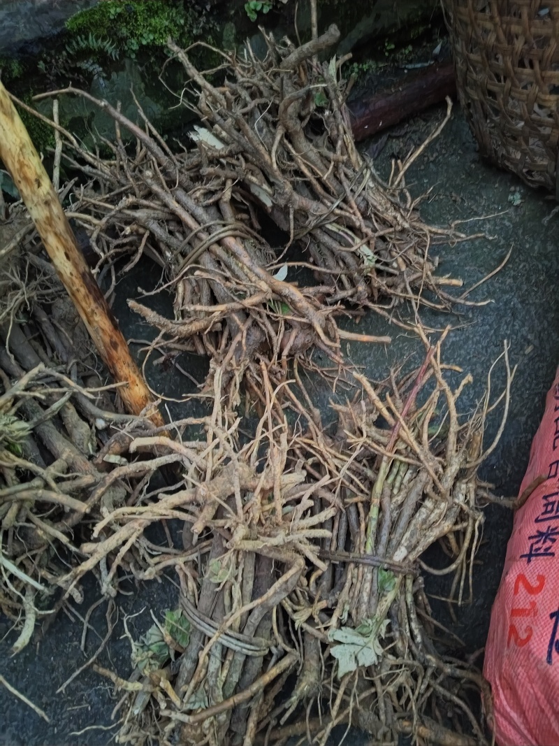 青皮大通草苗，基地直发，成活率高，提供技术指导，欢迎订购