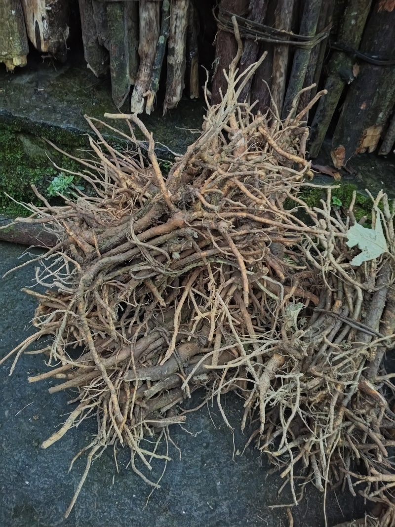 青皮大通草苗，基地直发，成活率高，提供技术指导，欢迎订购