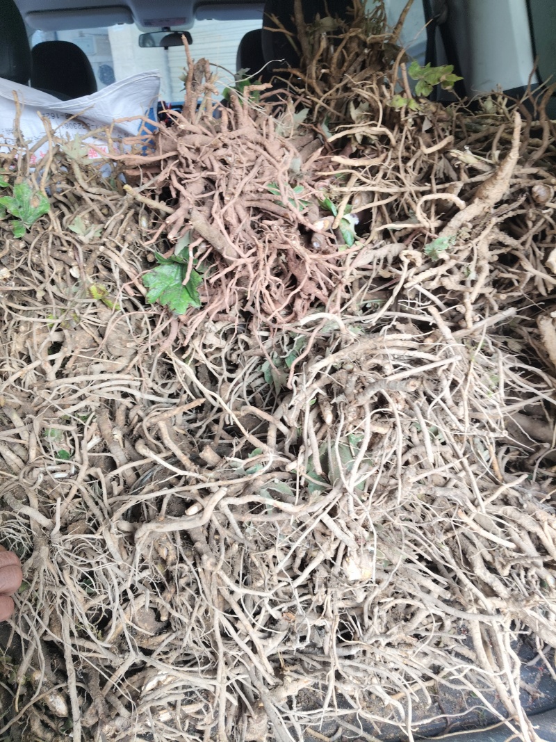 青皮大通草苗，基地直发，成活率高，提供技术指导，欢迎订购