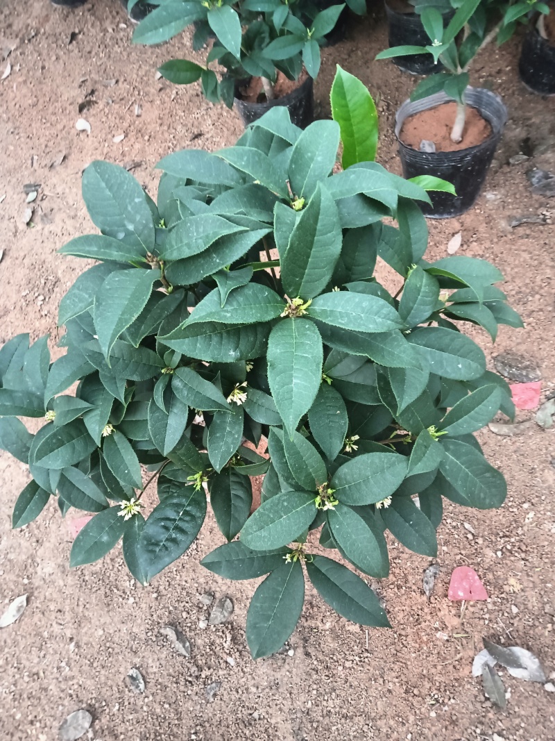 四季桂花杯苗，杯十八，寇冒30公分。
