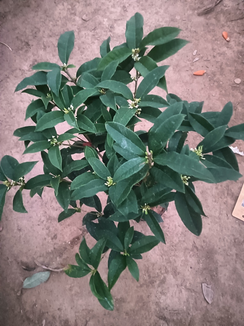 四季桂花杯苗，杯十八，寇冒30公分。