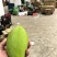 大青芒