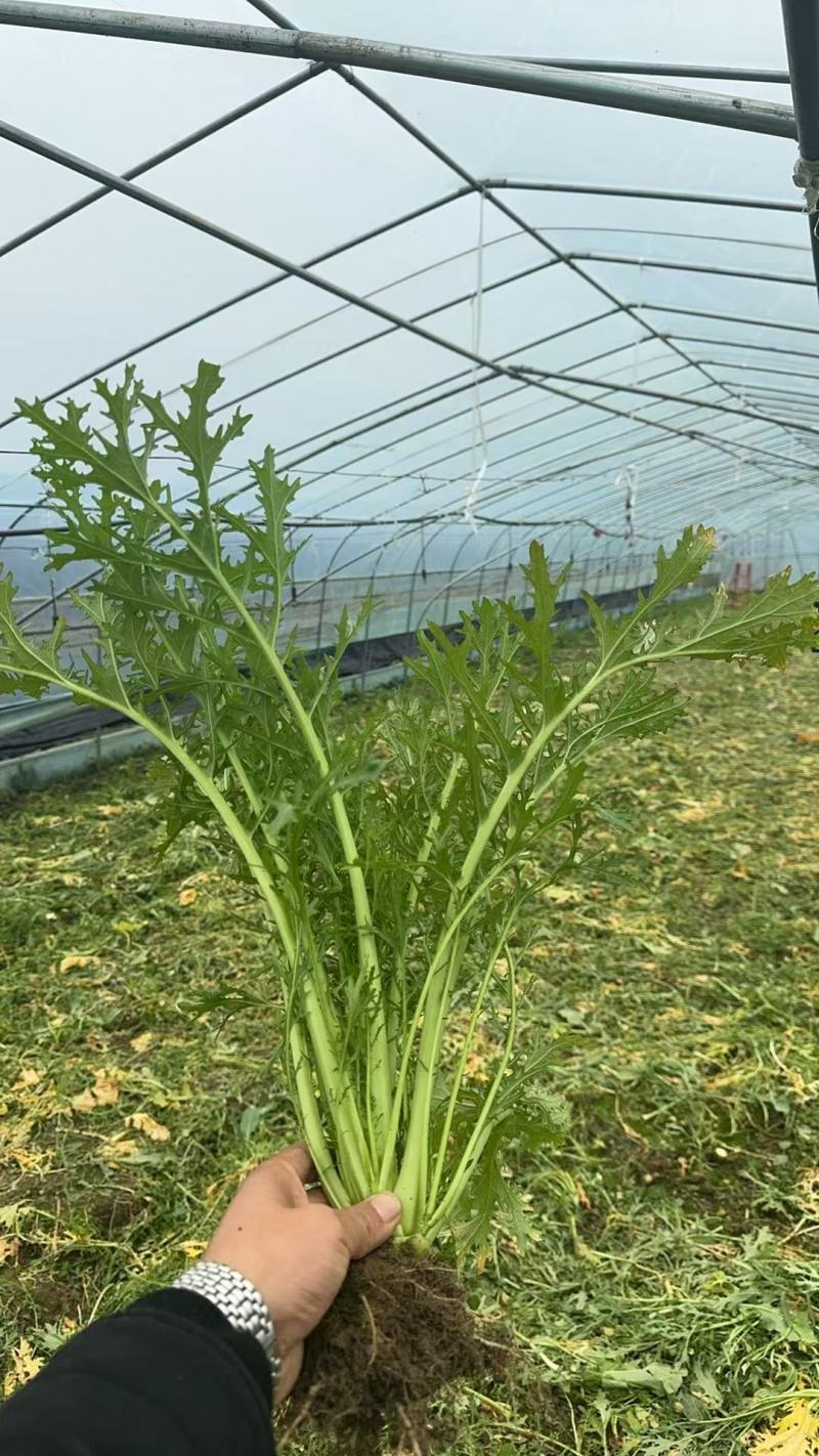细叶雪利红蔬菜，加工厂，酸菜厂专用，一手货源，全国发货
