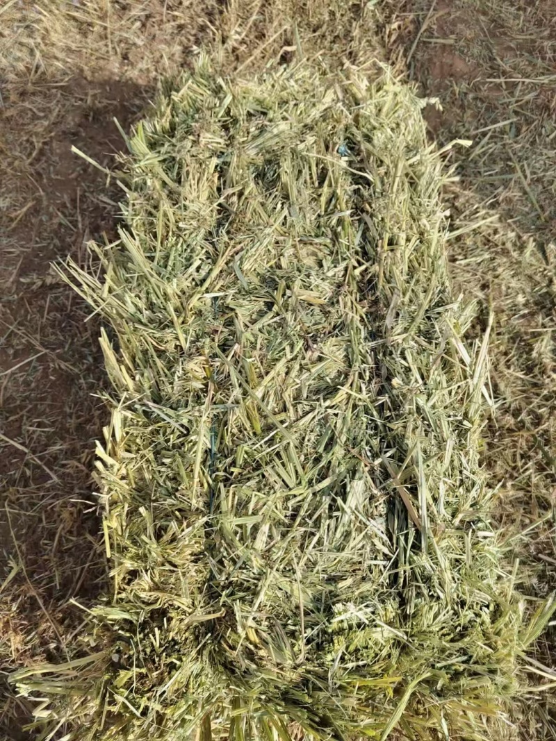 燕麦草产地直发大量供应诚信经营可视频看货