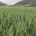 燕麦草产地直发大量供应诚信经营可视频看货