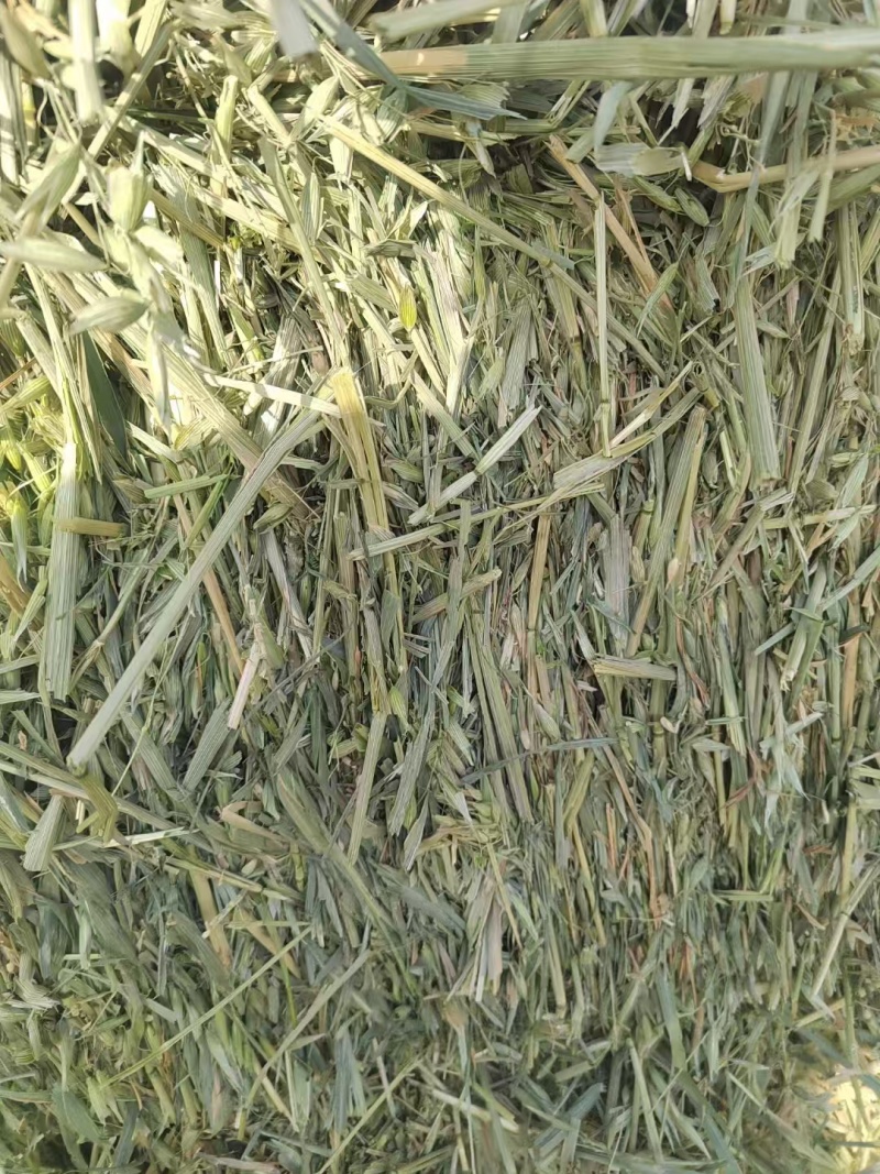 燕麦草产地直发大量供应诚信经营可视频看货