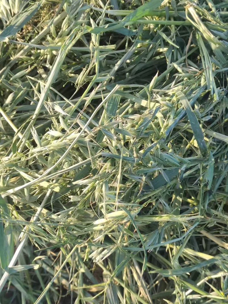 燕麦草产地直发大量供应诚信经营可视频看货