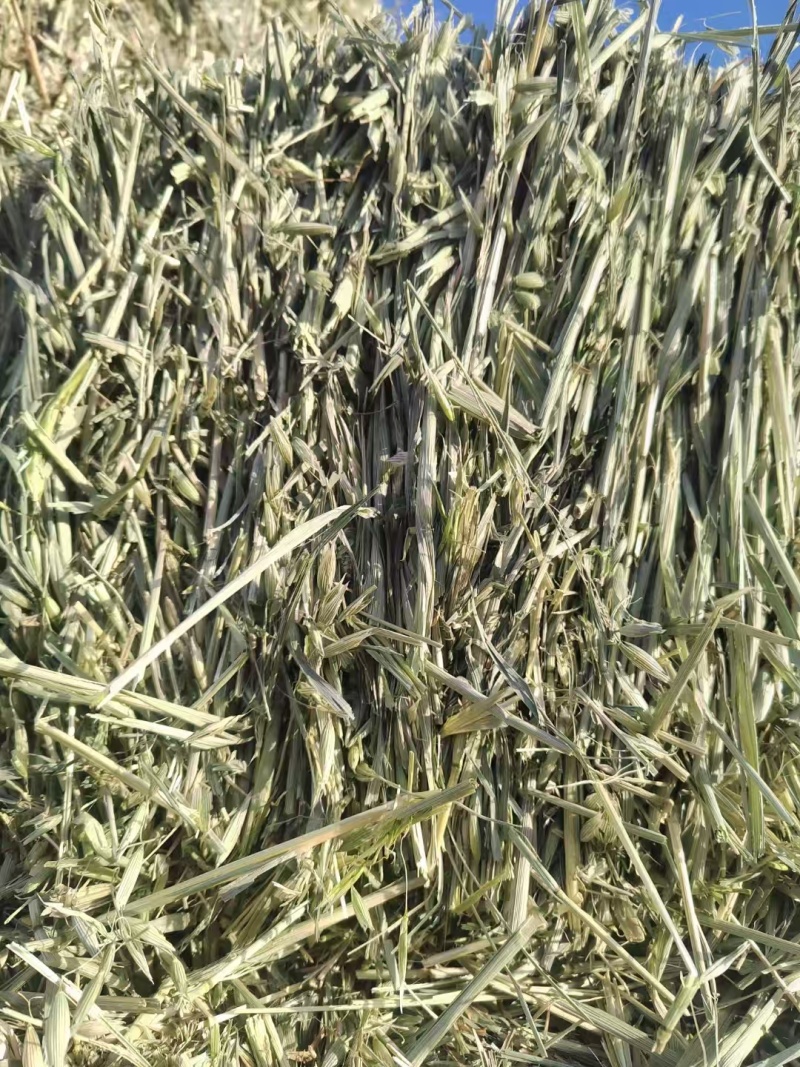 燕麦草产地直发大量供应诚信经营可视频看货