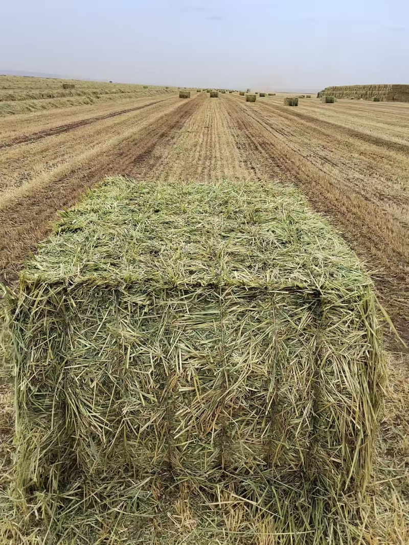 燕麦草产地直发大量供应诚信经营可视频看货