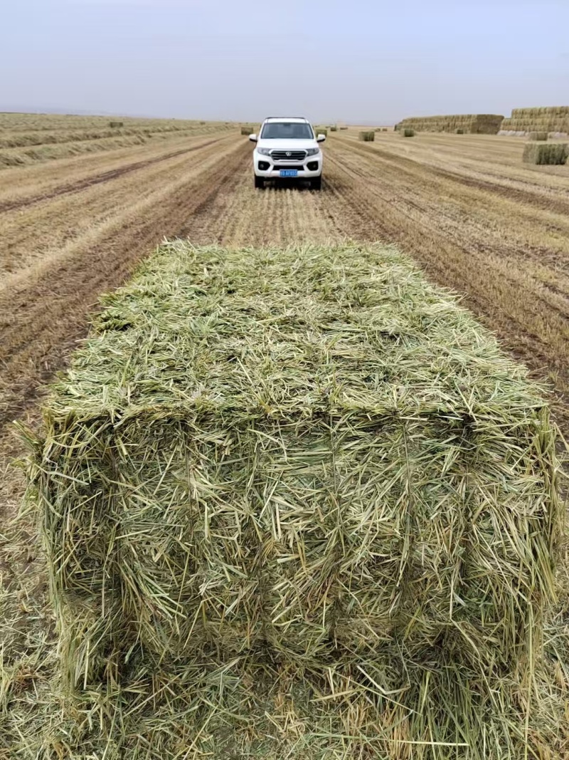 燕麦草产地直发大量供应诚信经营可视频看货