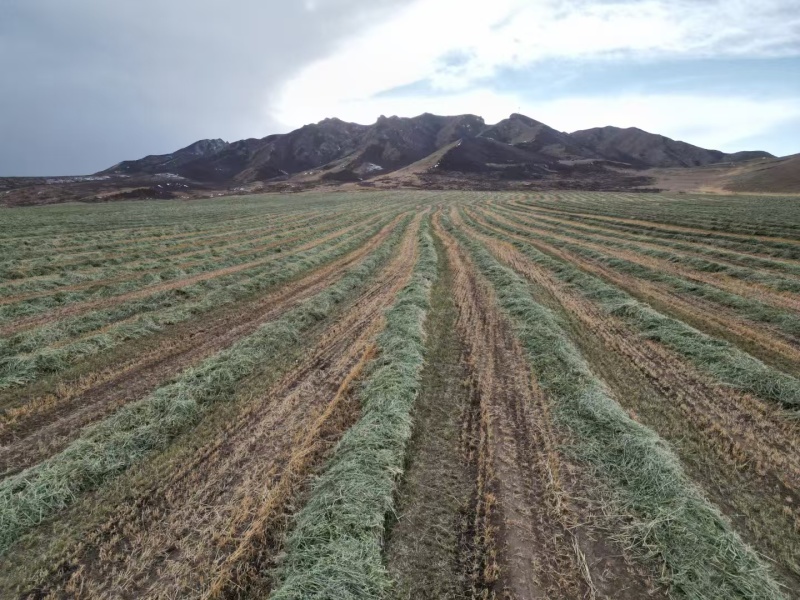 燕麦草产地直发大量供应诚信经营可视频看货