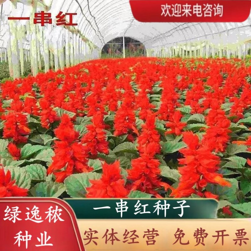 一串红种子四季播种庭院易活花子矮串串红四季易种花籽耐寒花