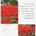 一串红种子四季播种庭院易活花子矮串串红四季易种花籽耐寒花