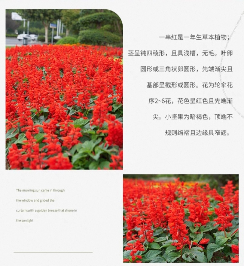 一串红种子四季播种庭院易活花子矮串串红四季易种花籽耐寒花
