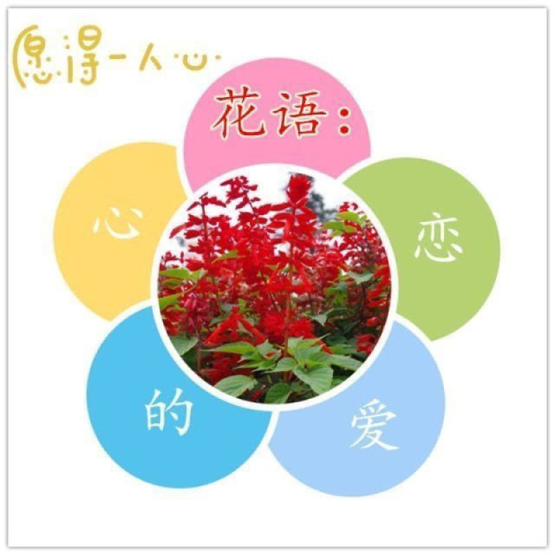 一串红种子四季播种庭院易活花子矮串串红四季易种花籽耐寒花
