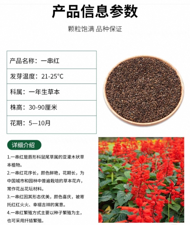 一串红种子四季播种庭院易活花子矮串串红四季易种花籽耐寒花
