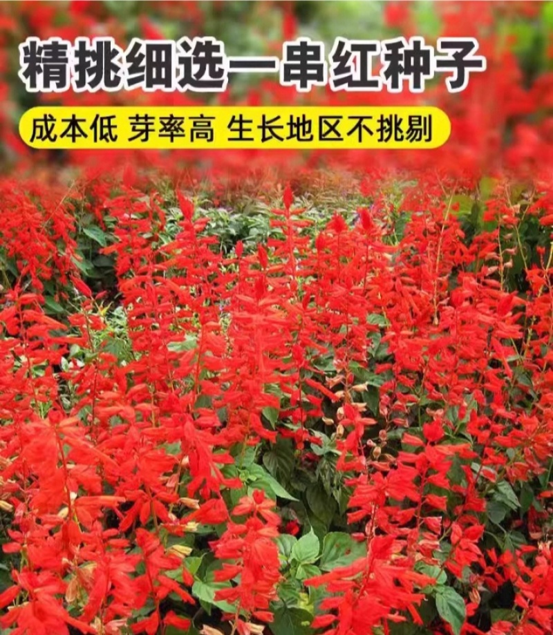 一串红种子四季播种庭院易活花子矮串串红四季易种花籽耐寒花