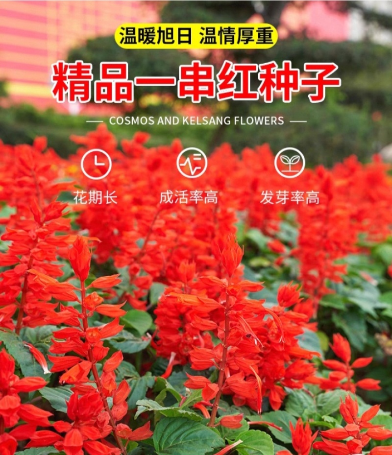 一串红种子四季播种庭院易活花子矮串串红四季易种花籽耐寒花