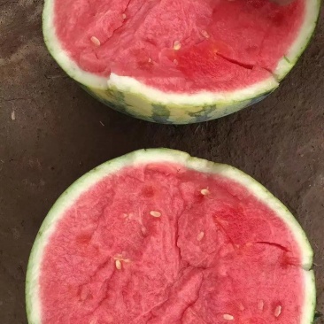 美都西瓜，甜度高，皮薄瓤红，脆口化渣，欢迎联系。