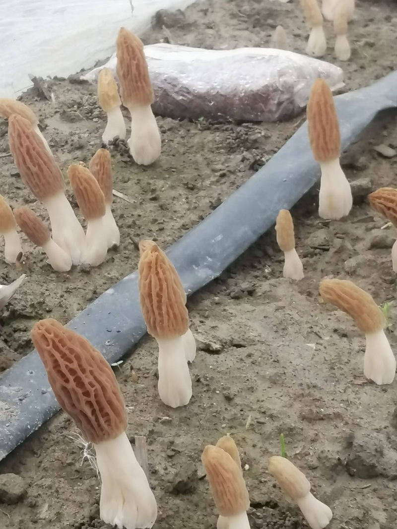 新鲜羊肚菌