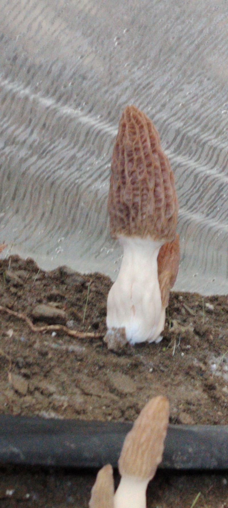 新鲜羊肚菌