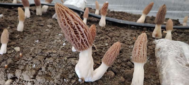 新鲜羊肚菌