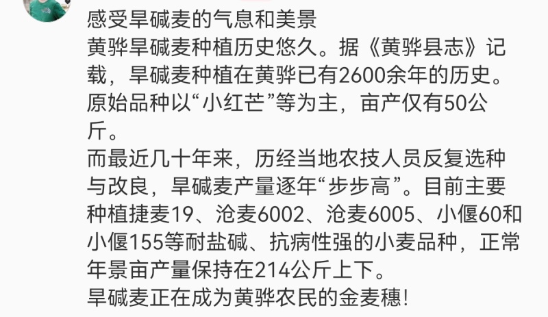 黄骅旱碱麦无添加面粉精致粉