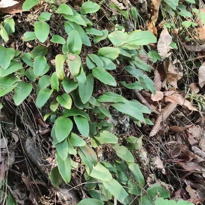 野生中药材石苇货量充足品质保证欢迎各地客商致电