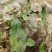 野生中药材石苇货量充足品质保证欢迎各地客商致电