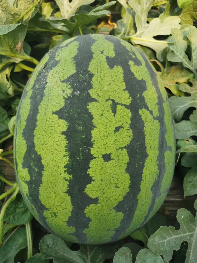 **甜王西瓜种子进口原种皮薄易管理大果型多茬收